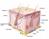 Защитная стена для кожи: свойства эпидермального барьера